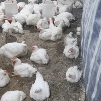 حراج مرغ گوشتی وزن2تا2/5