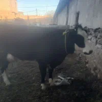 گاو|حیوانات مزرعه|تاکستان, |دیوار