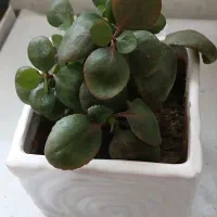 گل طبیعی|گل و گیاه طبیعی|سنقر, |دیوار