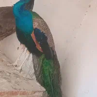 طاووس
