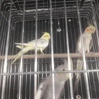 انواع عروس هلندی جوجه و بالغ رام ودستی(مغازه)|پرنده|تهران, گلستان (شهرک راه آهن)|دیوار