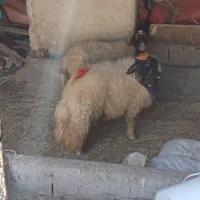 بره قوچ سنجابی نازار