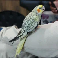 عروس هلندی سرلاکی