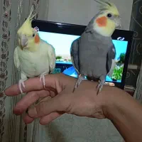 عروس هلندی مولد|پرنده|نورآباد, |دیوار