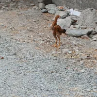 لاری|حیوانات مزرعه|نوکنده, |دیوار