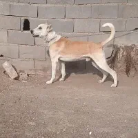 سگ نگهبان|سگ|تهران, نعمت‌آباد|دیوار