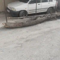 فروش درخت گردو