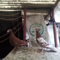 کفتر قلدور پرشی