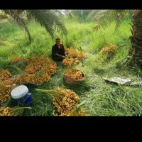 تولیدکننده انواع نخل مجول برحی وپیارم وانواع چمن