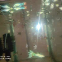 فروش ماهی|ماهی|بندرعباس, |دیوار