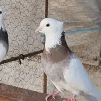 طوقی نر مست