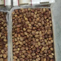 قصب یا خرمای زاهدی