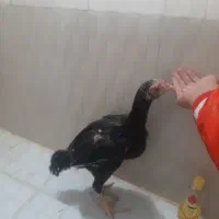 لاری افغان|حیوانات مزرعه|رباط‌کریم, نصیرشهر|دیوار