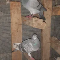 کفتر|پرنده|جم, |دیوار