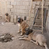 واگذاری توله سگ