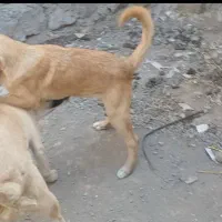 توله سرابی شجره دار