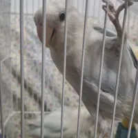 کوتوله برزیلی