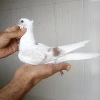 ۸عدد کبوتر رنگی|پرنده|باوی, |دیوار