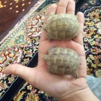 (لطفا همه به عکس دقت کنید)