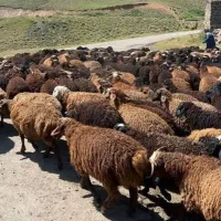 بره گوسفند