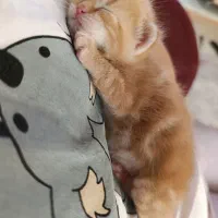 واگذاری گربه دی اس اچ|گربه|کرمان, |دیوار