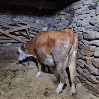 گاو گوساله سیمینتال قرمز|حیوانات مزرعه|مریوان, |دیوار