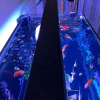 لامپ تخصصی آکواریوم مهتابی|ماهی|تهران, دارآباد|دیوار