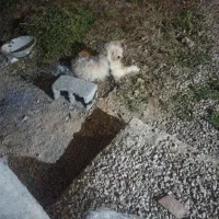 سگ باهوش آموزش داده کاملا کوشگیر