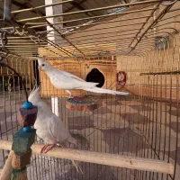 عروس هلندی|پرنده|شیراز, شهرک آرین|دیوار