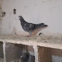 کفتر المانی|پرنده|زابل, |دیوار