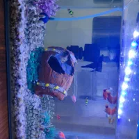 ماهی اکواریومی