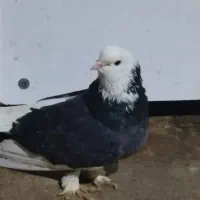 کبوتر|پرنده|علی‌آباد کتول, |دیوار