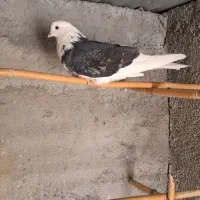 شازده نر دورنگ|پرنده|شهریار, فرارت|دیوار