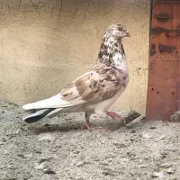 سرور نر و ماده