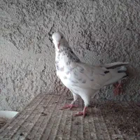 کفتر پرشی بدرد بخور|پرنده|ری, شهرک نظامی|دیوار