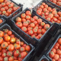 گوجه|خوردنی و آشامیدنی|شیروان (خراسان), |دیوار
