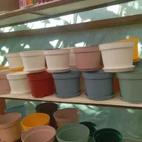 پتوس استکانی کاشته شده در گلدان پاچیرایی