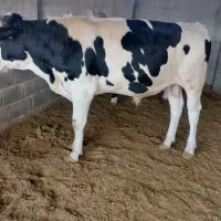 دو راس گوساله سیمینتال