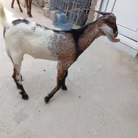 کهره فروشی از 15تا18تومان