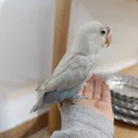 کوتوله برزیلی دستی فیشر