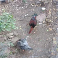 مرغ لاری طوس|حیوانات مزرعه|نگین شهر, |دیوار