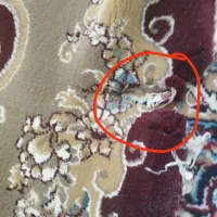 قالی ۱۲متزی|فرش|میبد, |دیوار