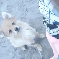 پامرین روباهی ۴ ماه|سگ|بندر انزلی, اطبا|دیوار