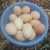 تخم مرغ محلی نطفه دار