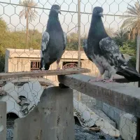 جفت کبوتر پاکستانی