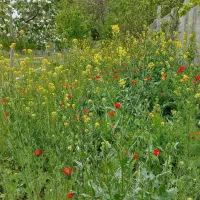 چیدن علوفه باغی
