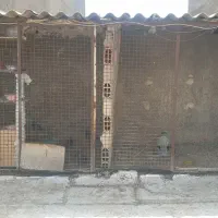 درگنجه  توری  کبوتر