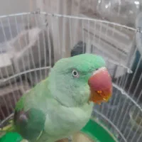 شاه طوطی نر سخنگو
