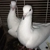 کبوترآامانی اصل