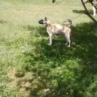 سگ سرابی دو ساله